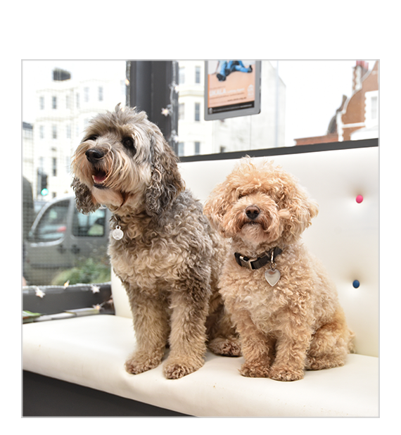 Meet the Westbeach Doggies Sid and Teddy