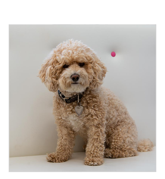 Meet Teddy the Westbeach Dog